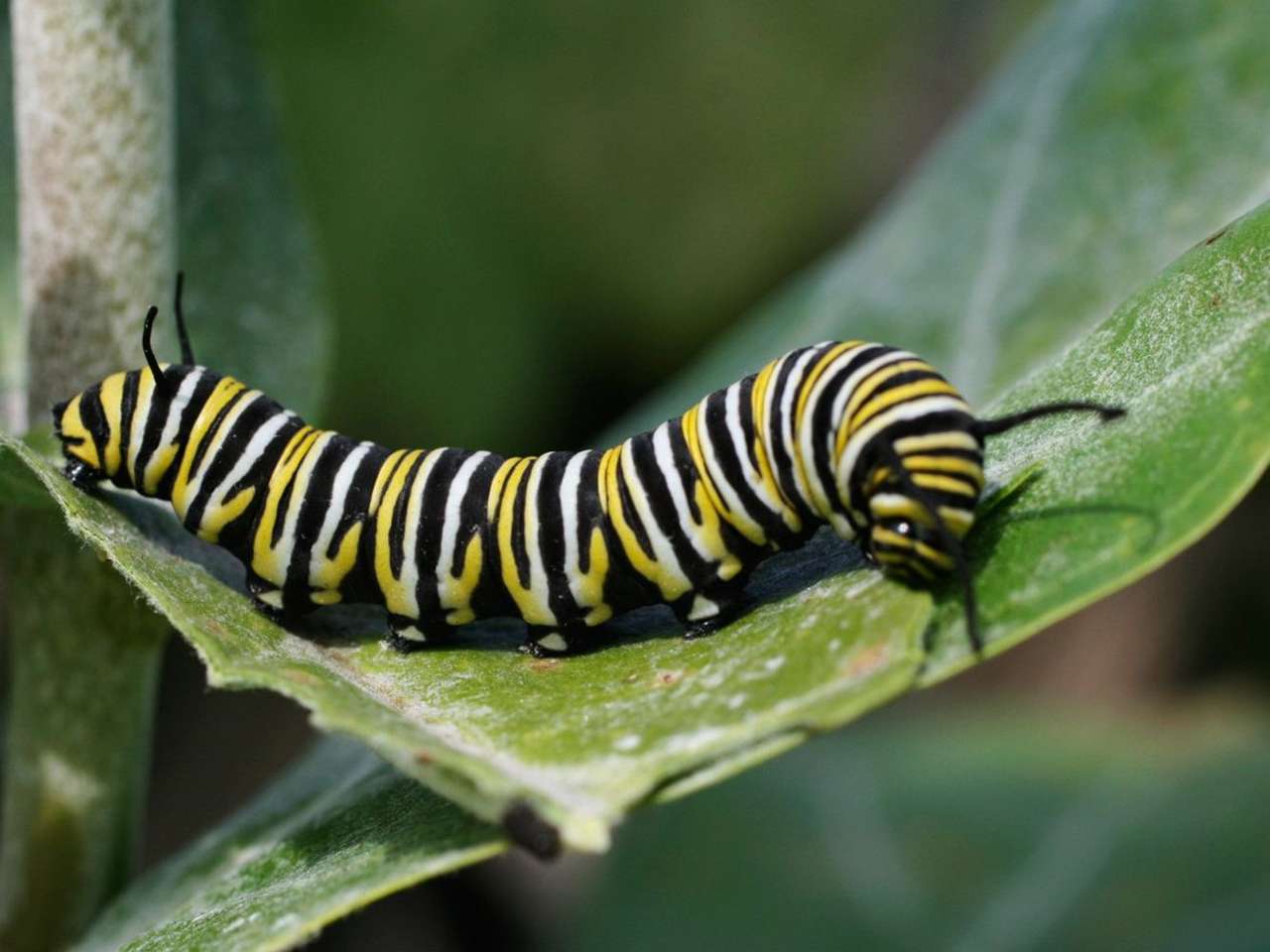 caterpillar online puzzle