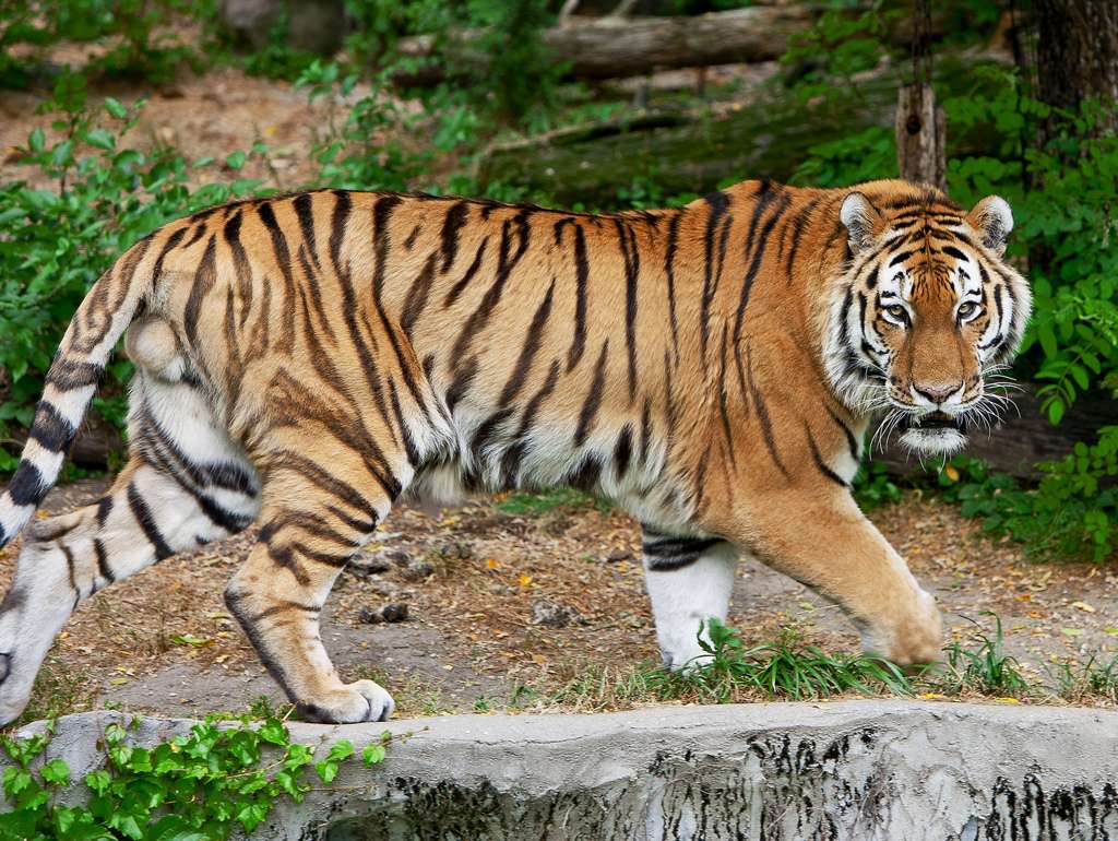 Ett farligt djur - en tiger Pussel online