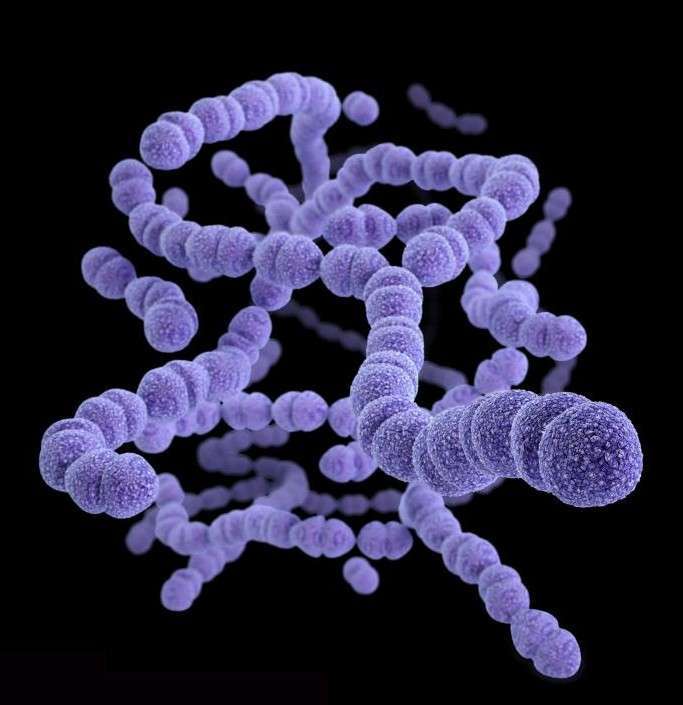 bacterie jigsaw puzzle online