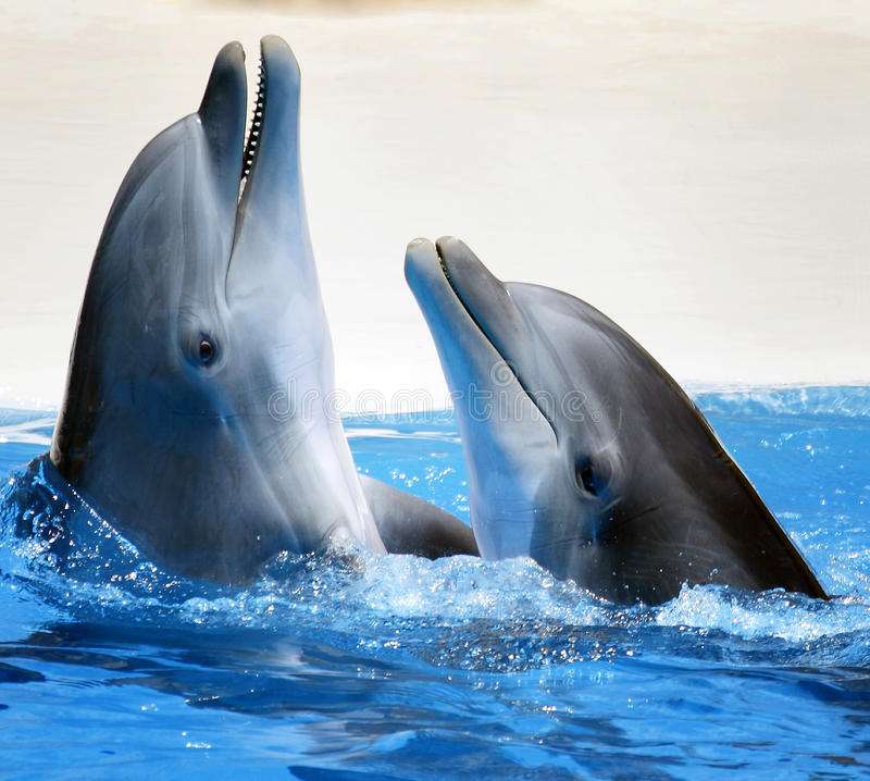 Дельфины в море онлайн-пазл