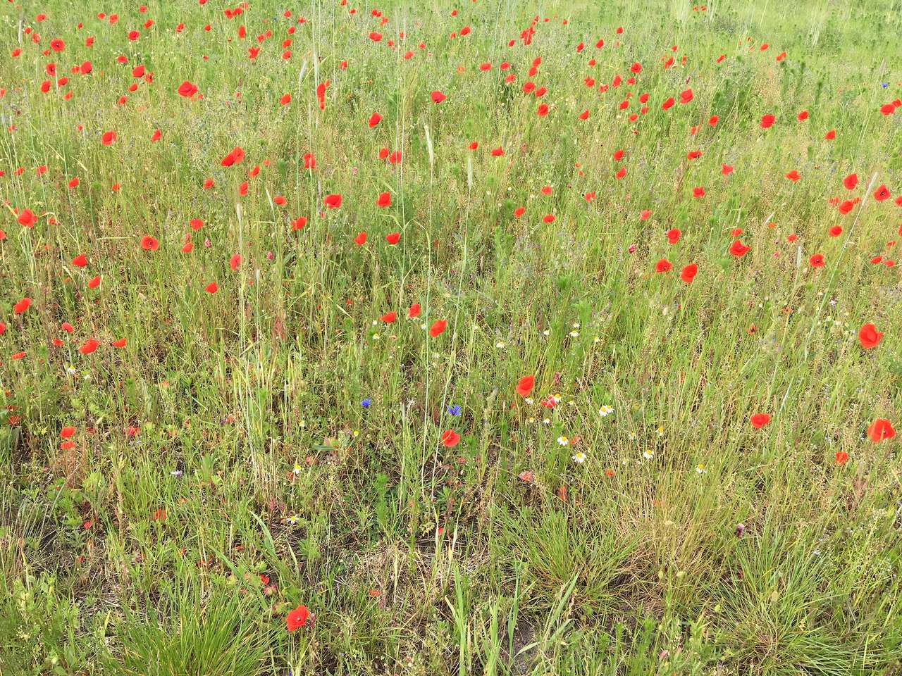 Prairie et fleurs sauvages puzzle en ligne