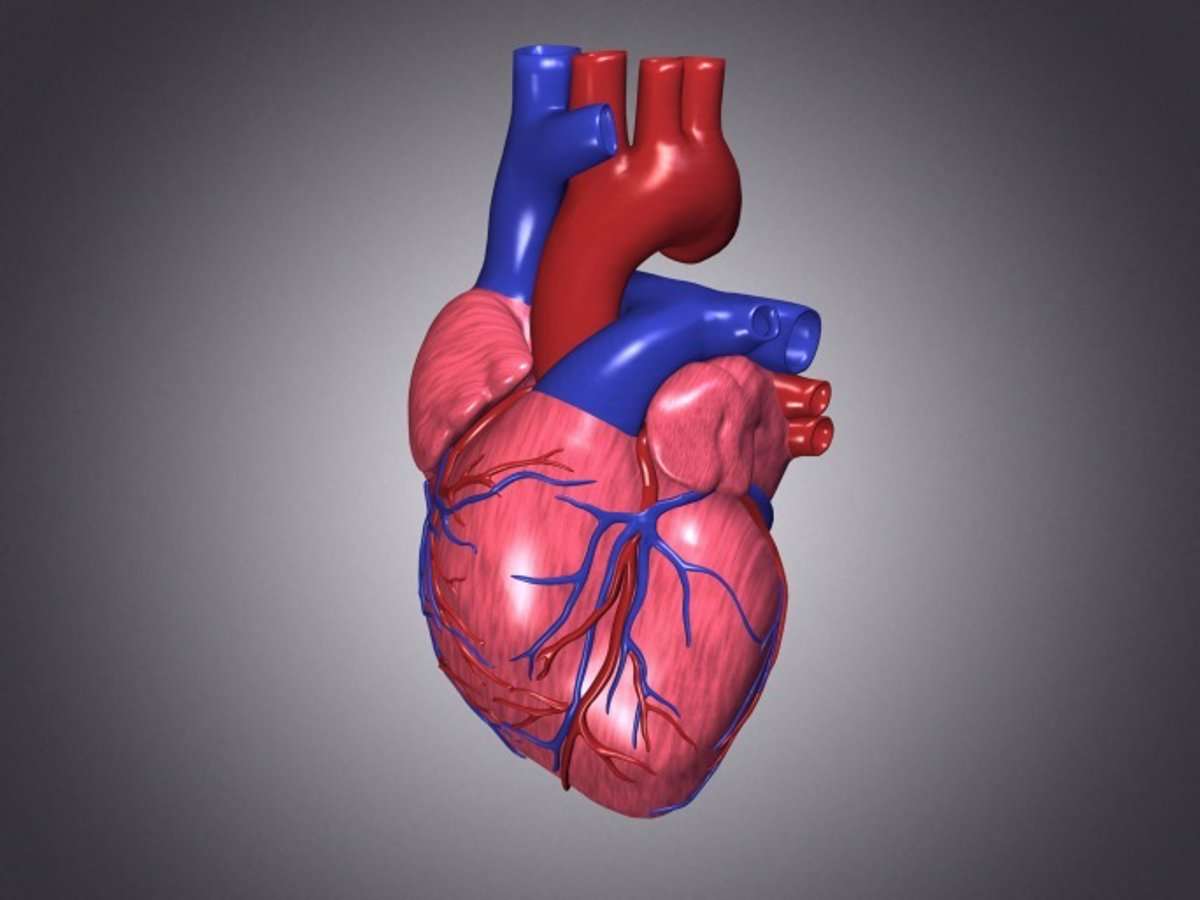 menselijk hart online puzzel