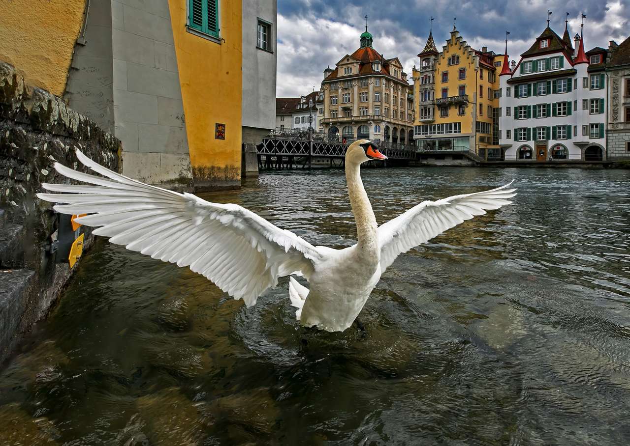 Swan in Lucerne jigsaw puzzle online