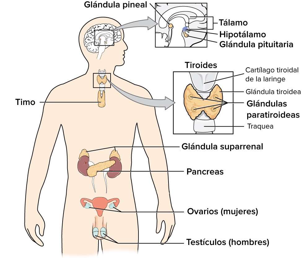 endocrine system jigsaw puzzle online