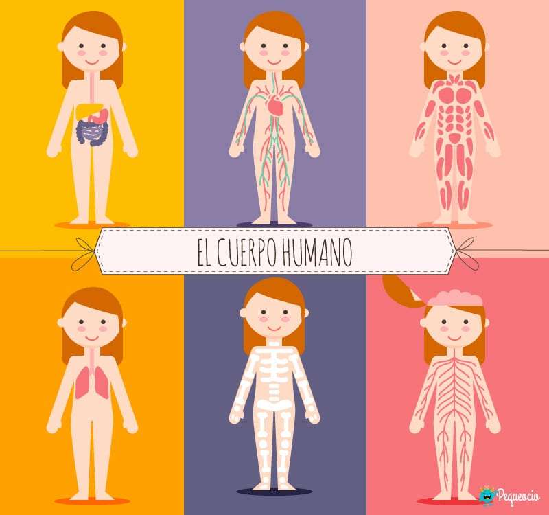 the human body jigsaw puzzle online