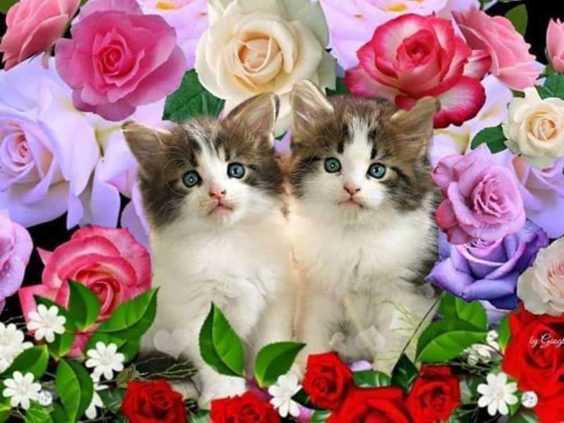 Kittens onafscheidelijke broers #188 online puzzel