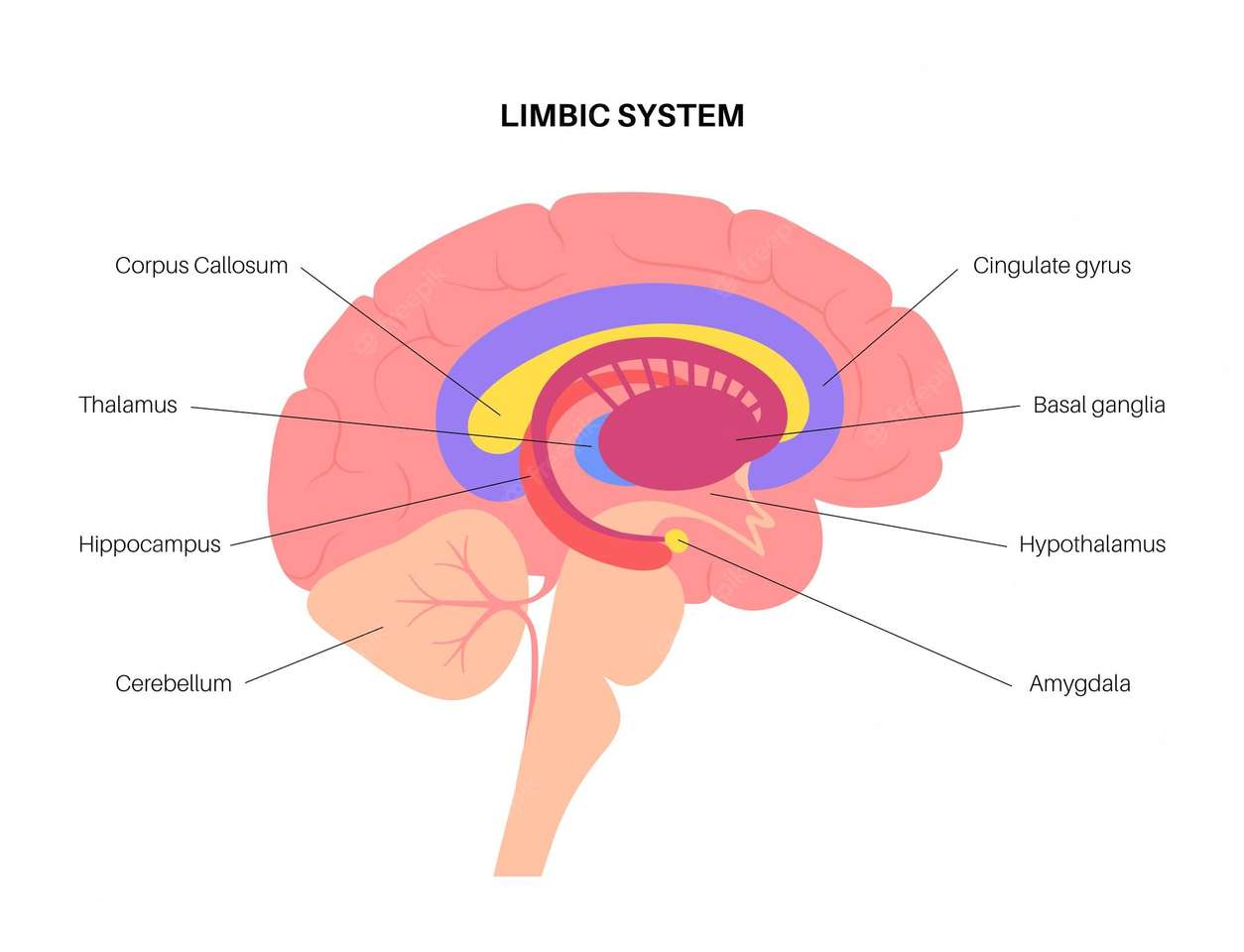 Système limbique puzzle en ligne