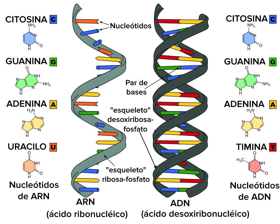 DNA biologico puzzle online