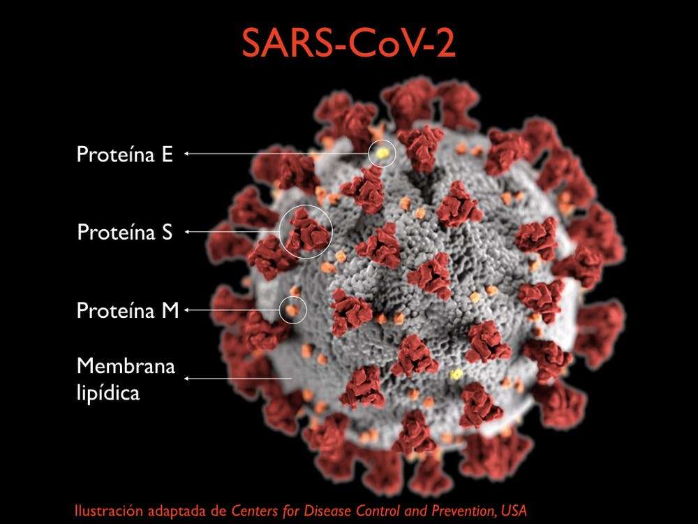 virus del coronavirus puzzle online