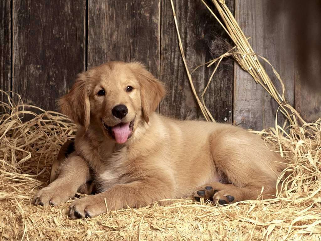Golden retriever hund Pussel online