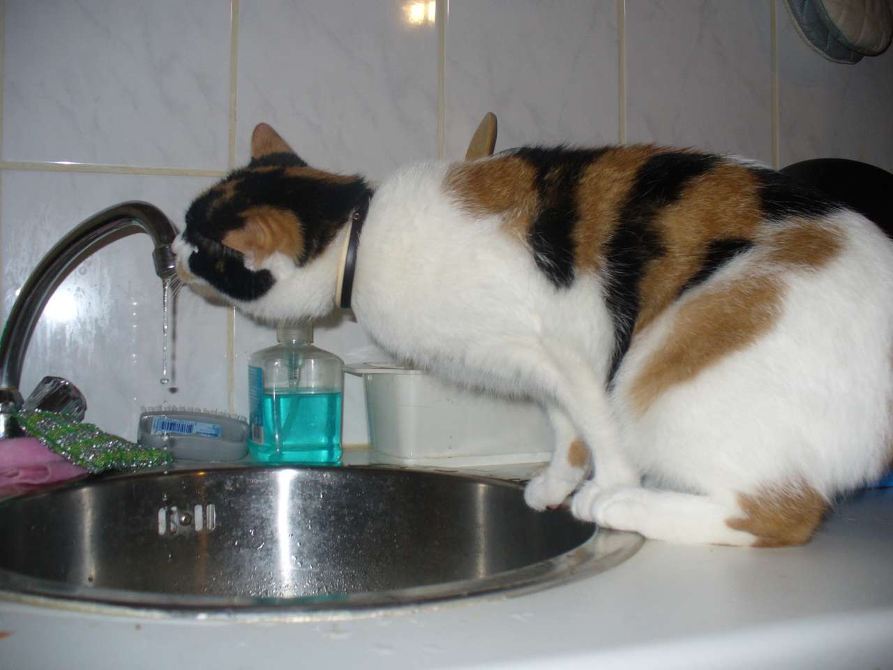 gatinho bebe água quebra-cabeças online