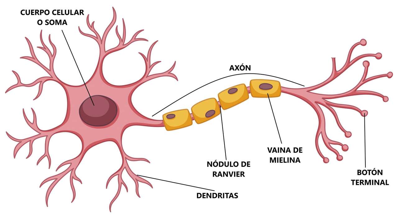 Νευρώνα και τα μέρη του παζλ online