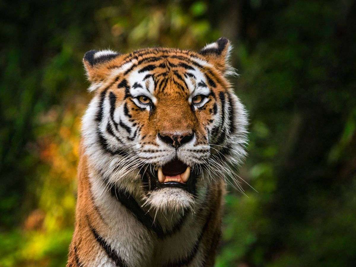 παζλ τίγρη παζλ online