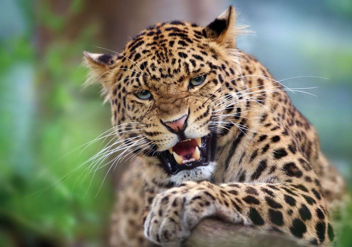 Leopardo rompecabezas en línea