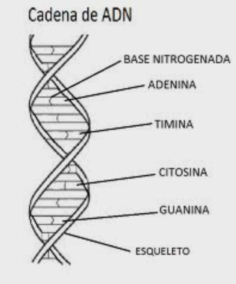 L'ADN" puzzle en ligne