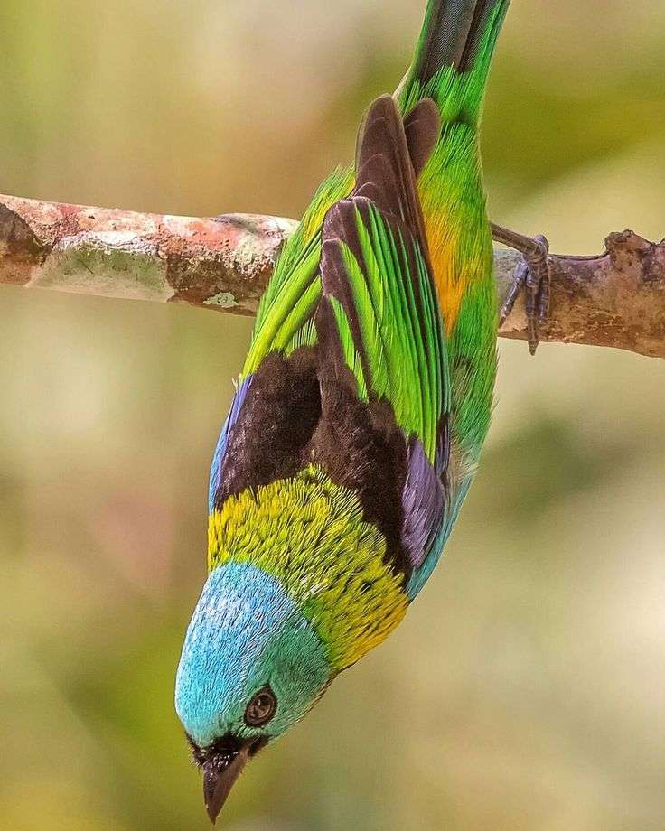 pássaro colorido em um galho quebra-cabeças online