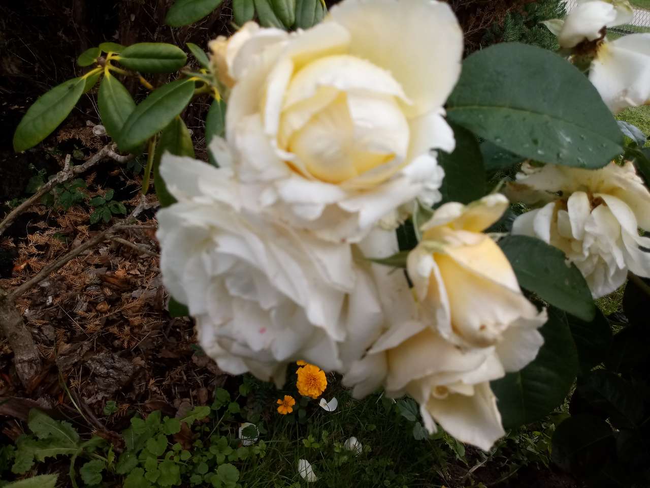 Bílé růže online puzzle