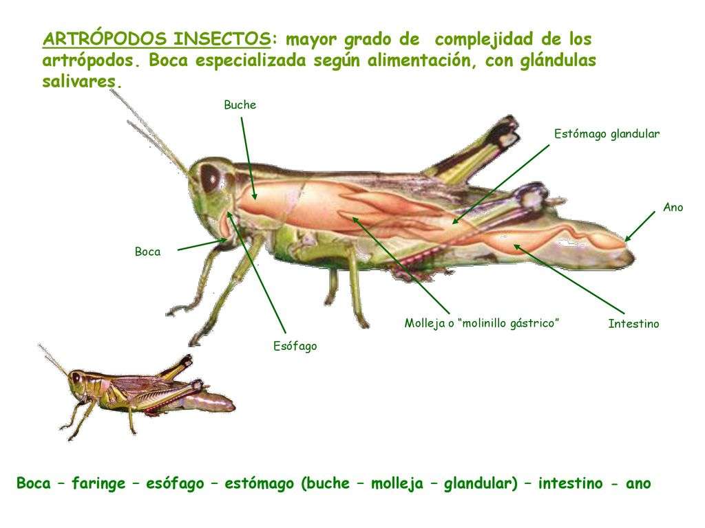 昆虫節足動物 オンラインパズル