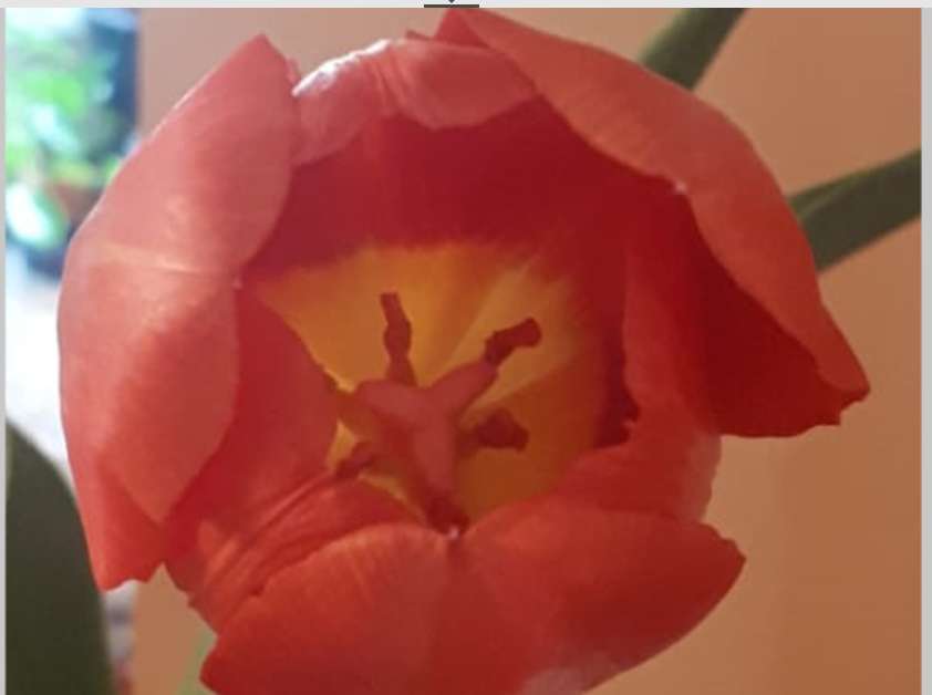 Červený tulipán skládačky online