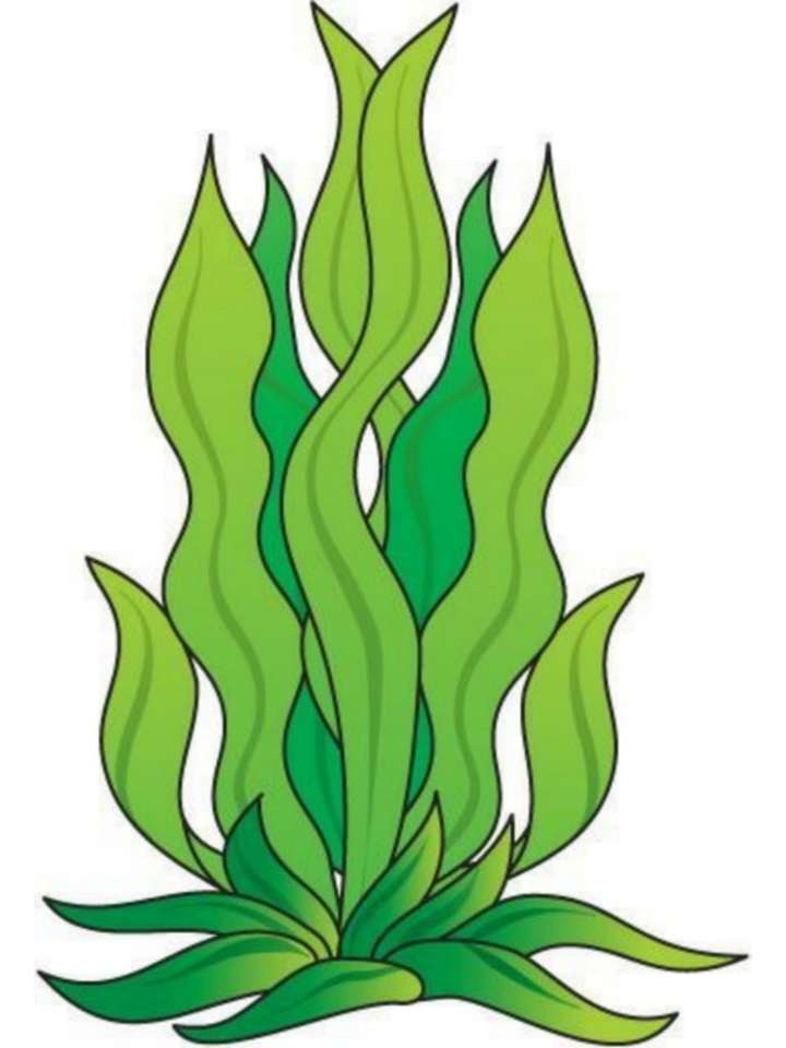 王国の原生生物：藻類 オンラインパズル