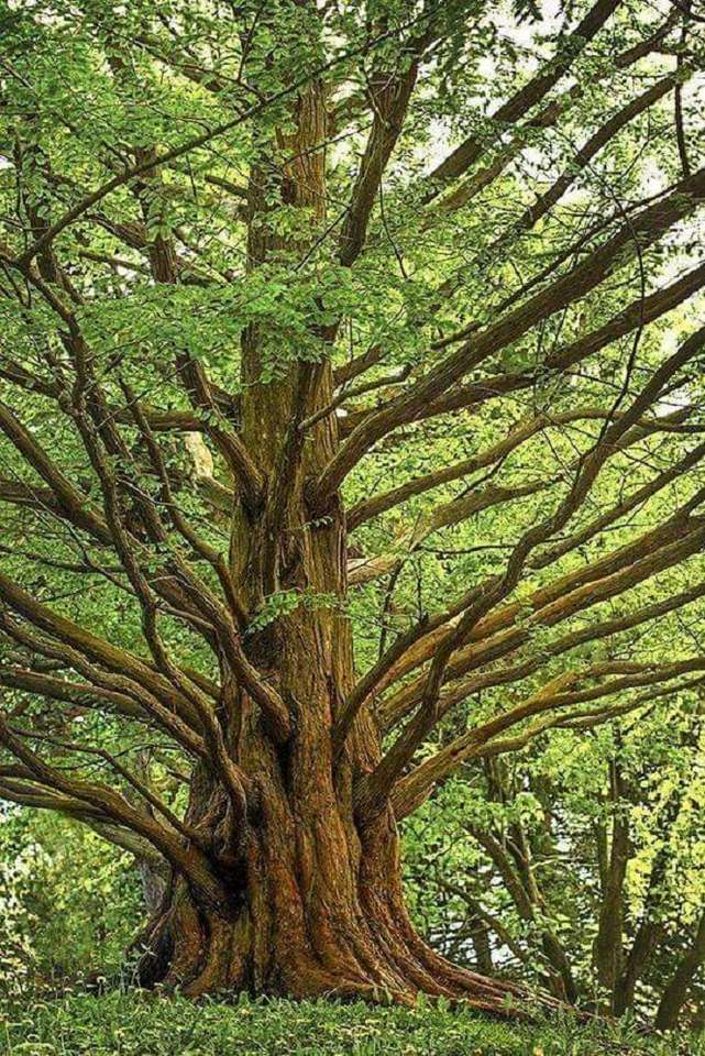 copac bătrân în pădure jigsaw puzzle online