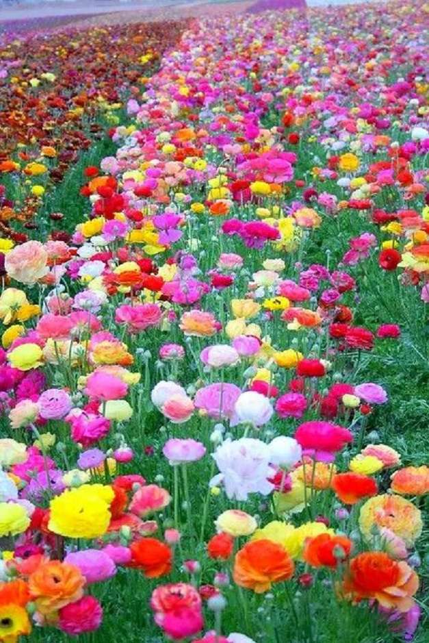цветочное поле онлайн-пазл