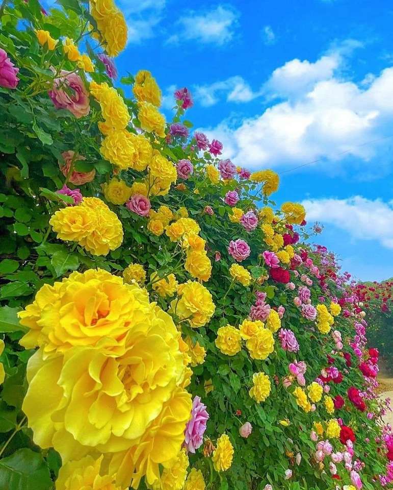 Trandafiri frumoși puzzle online