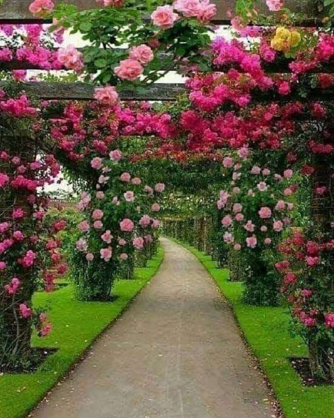 Κήπος με τριαντάφυλλα online παζλ