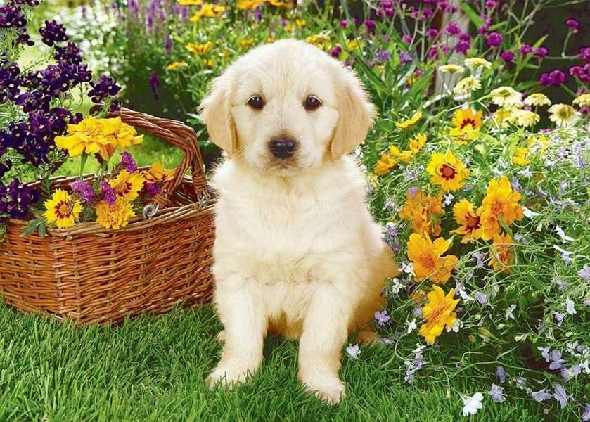 Perrito Labrador en el jardín #180 rompecabezas en línea