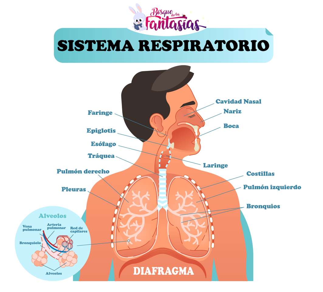 respiratório puzzle online