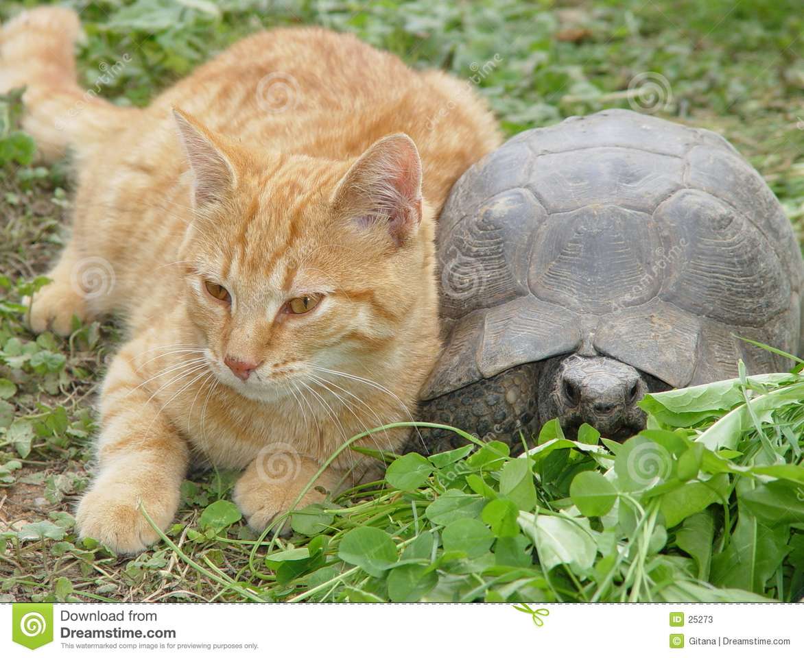 Katze mit Schildkröte Online-Puzzle