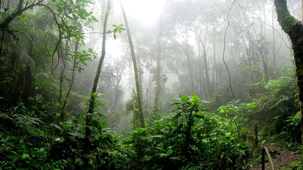 Amazonia rompecabezas en línea