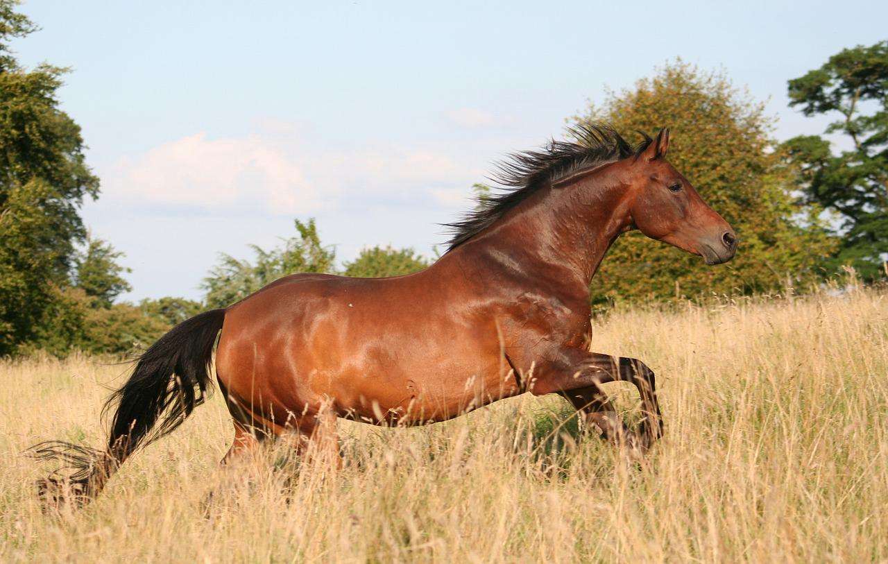 Cavalli animali puzzle online