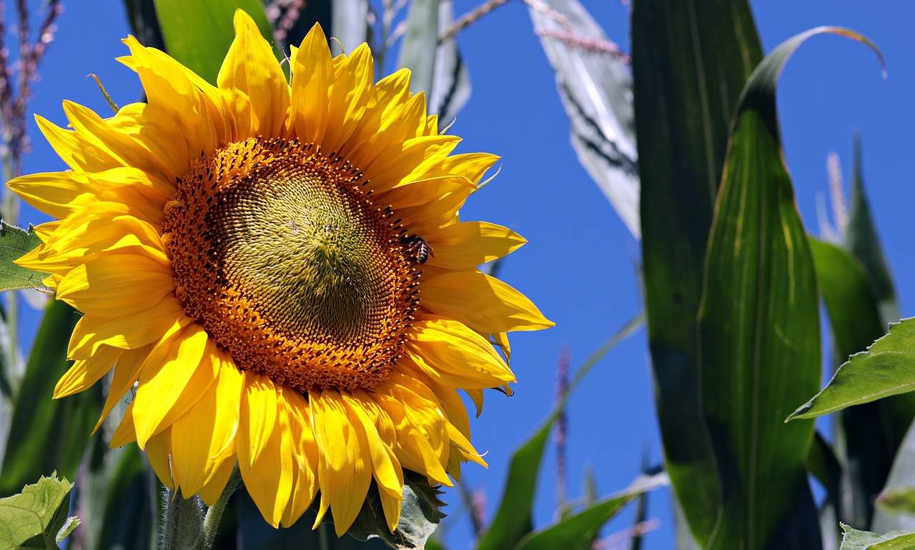 Napraforgómező Természet Nyári Sárga Virág kirakós online
