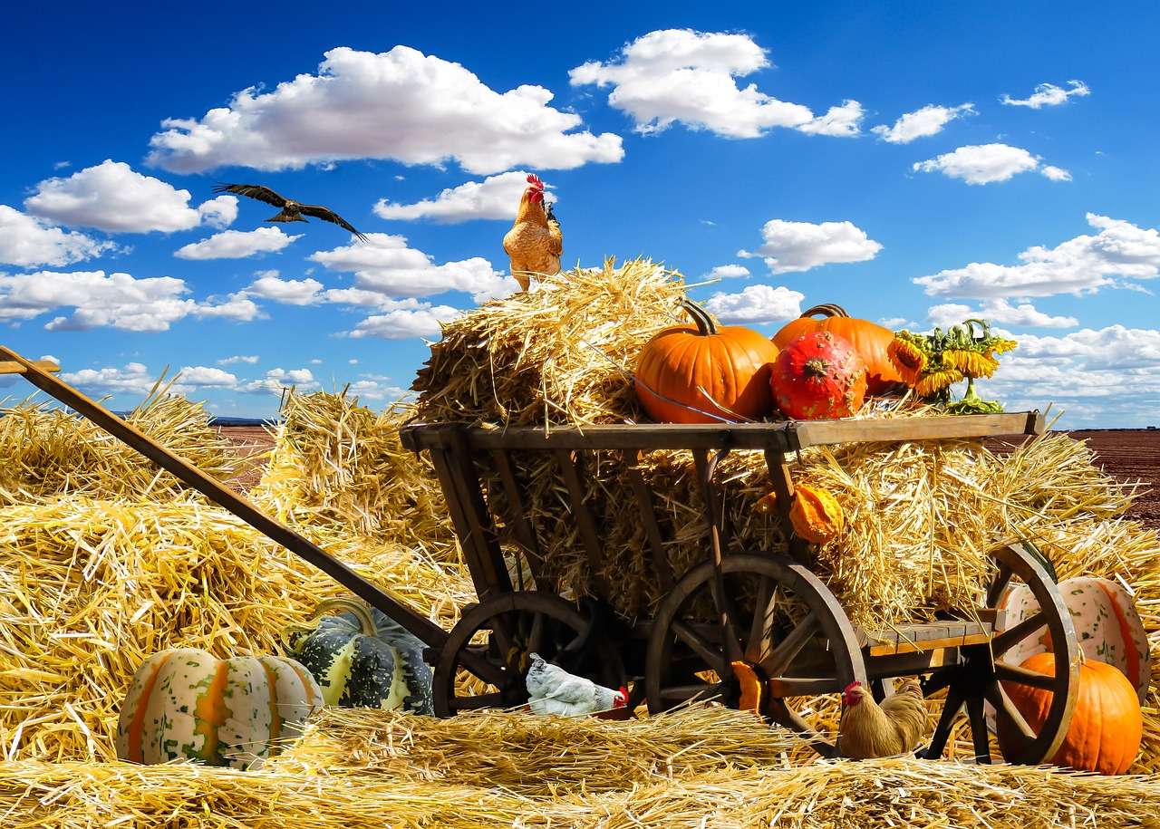 Pumpkin Harvest September online puzzle