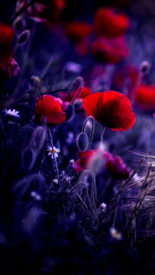 Wunderbare Feldblumen - Mohnblumen und Gänseblümchen in der Abenddämmerung Puzzlespiel online