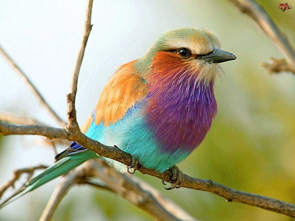 En färgglad fågel pussel på nätet