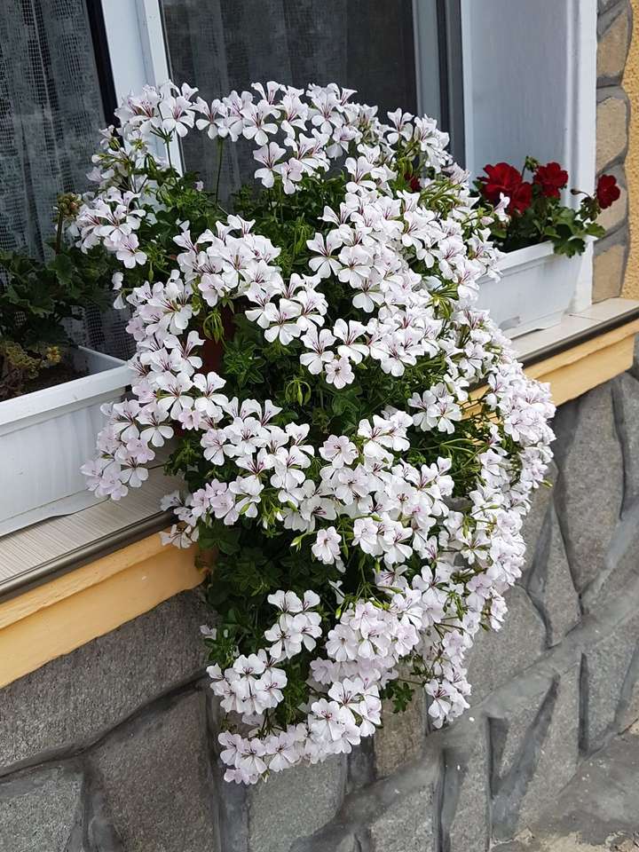 Красиво цвете онлайн пъзел