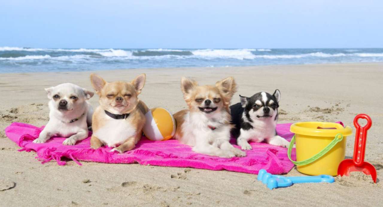 Four puppies in the summertime! jigsaw puzzle online