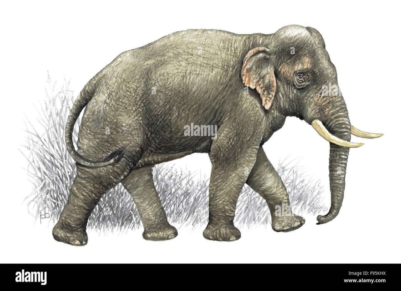 Elefante asiatico puzzle online