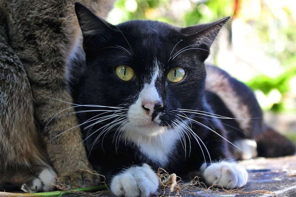Μαύρο και άσπρο γατάκι παζλ online