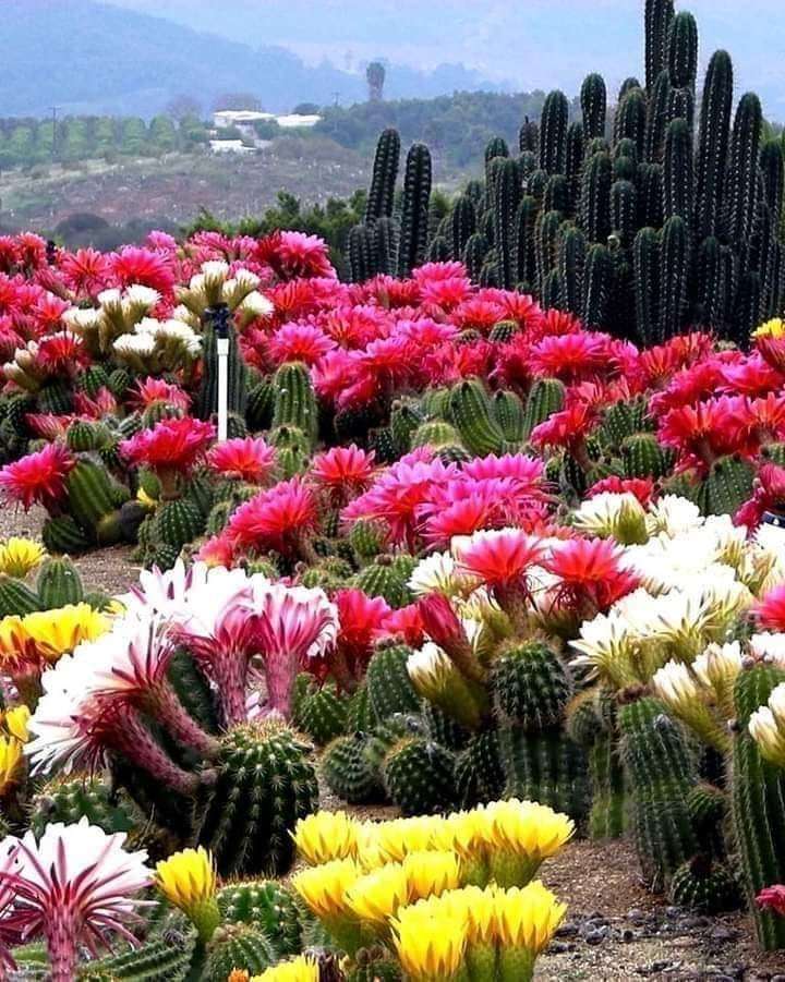 virágzó kaktuszok kirakós online