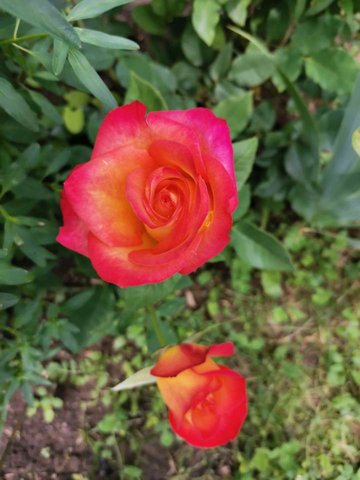 Квітка троянди онлайн пазл