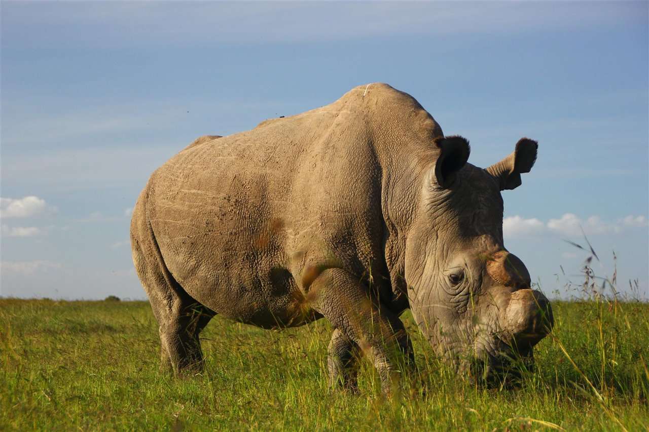 The northern white rhino disappeared - online puzzle