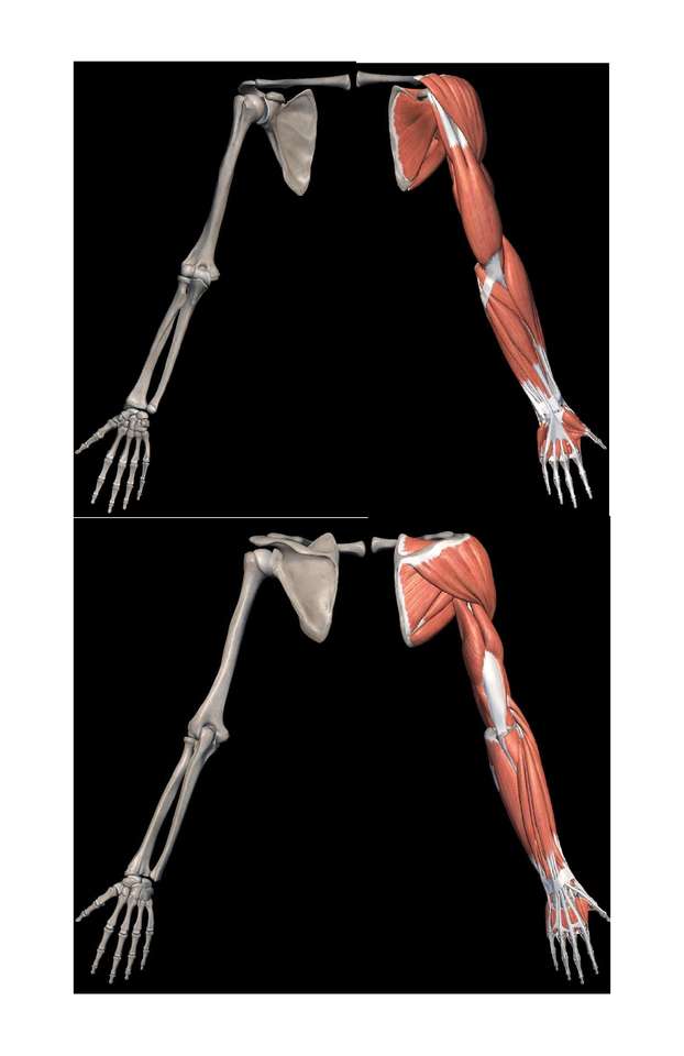 кости и мышцы онлайн-пазл