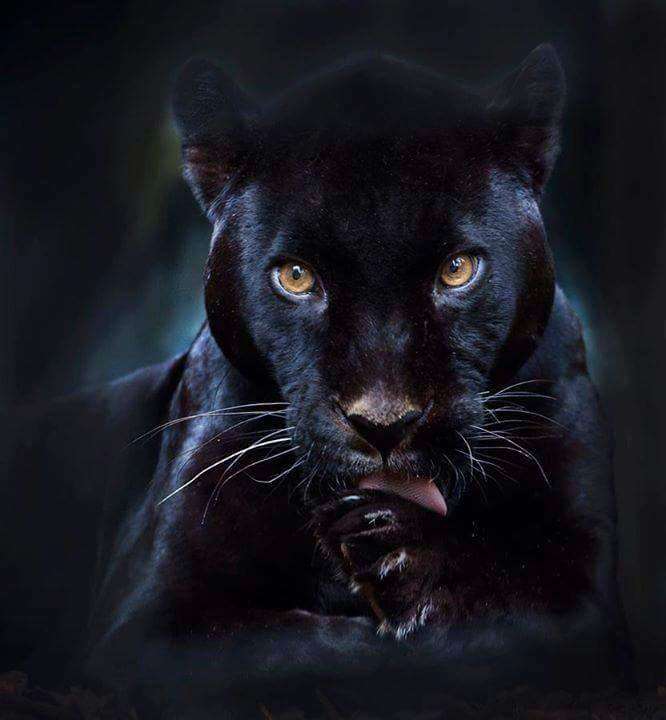 Black Panther. online puzzle