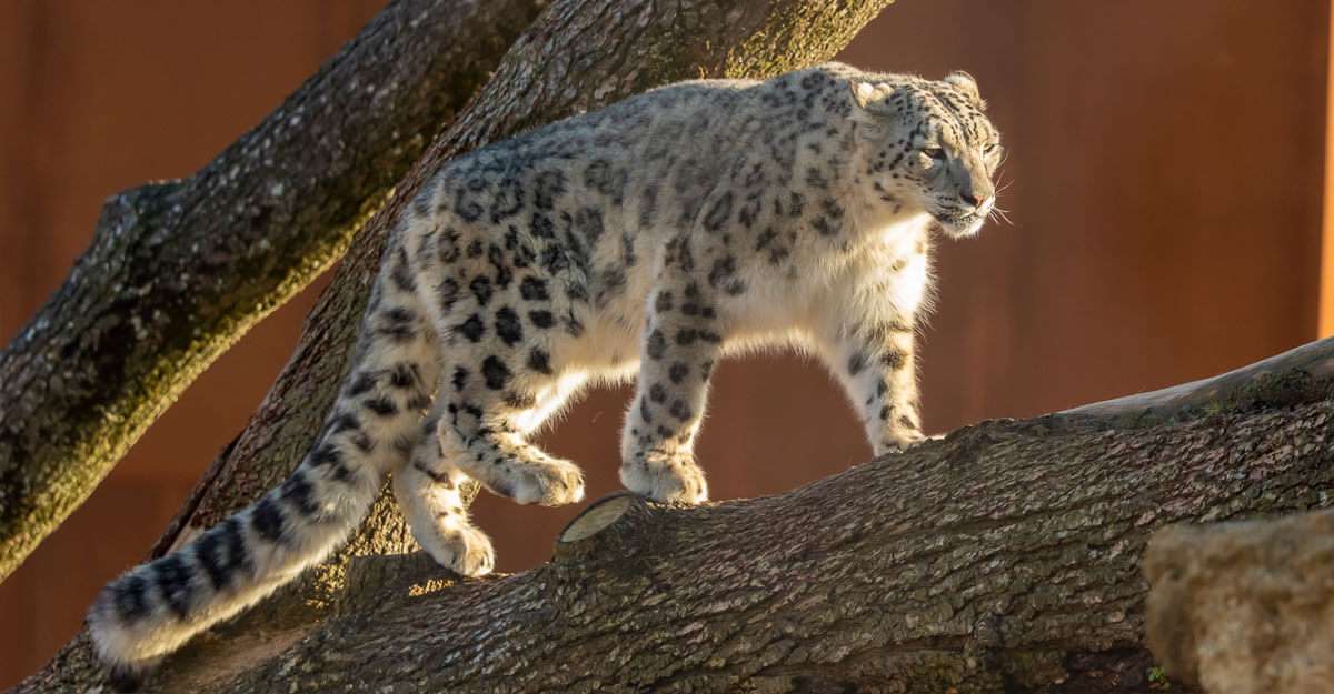 Leopardo da neve quebra-cabeças online