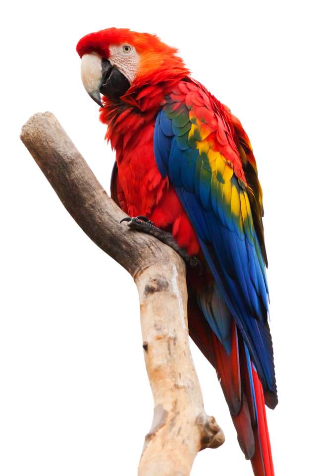 Skládačka papouška papouška skládačky online