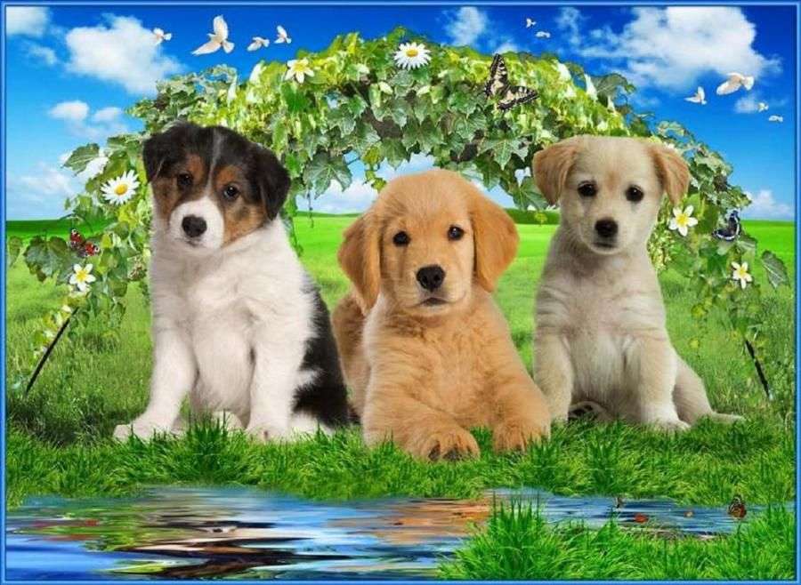 Trois chiens mignons puzzle en ligne