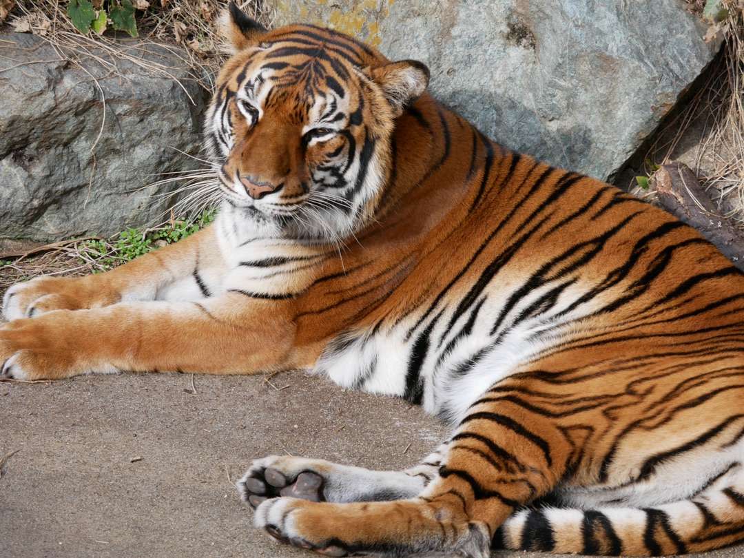 Азиатский тигр пазл онлайн
